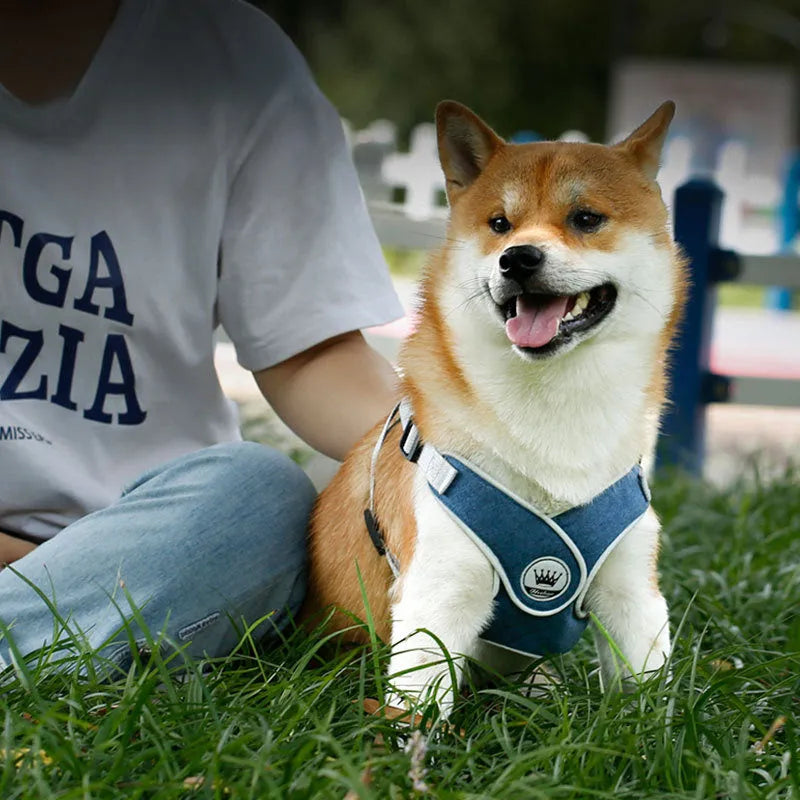 Adjustable breathable mesh dog harness with metal D-ring and attached leash in assorted colours.
