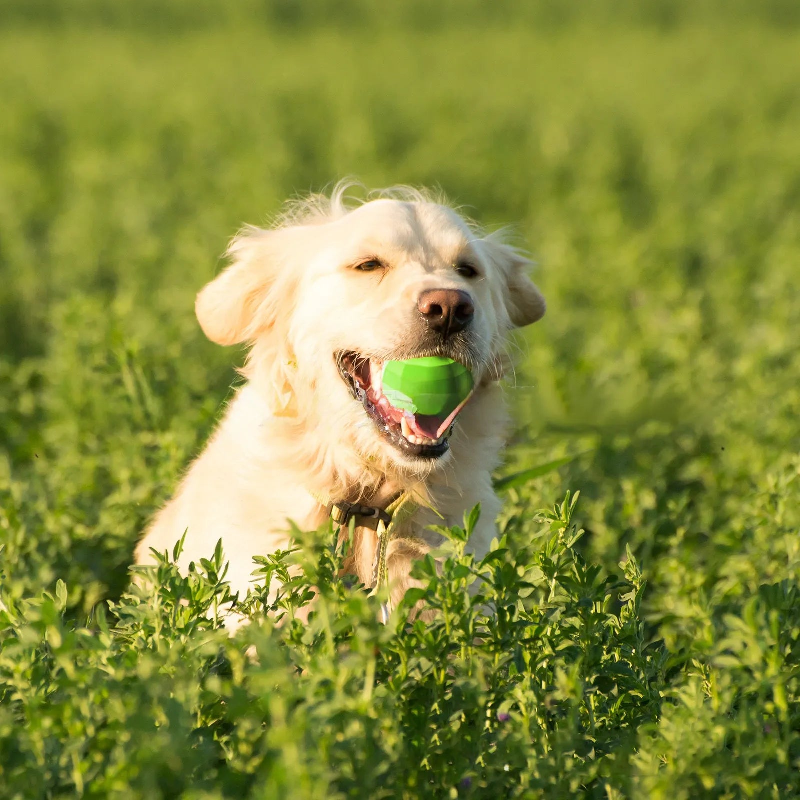 Green natural rubber squeaky dog chew toy ball for large breed aggressive chewers.
