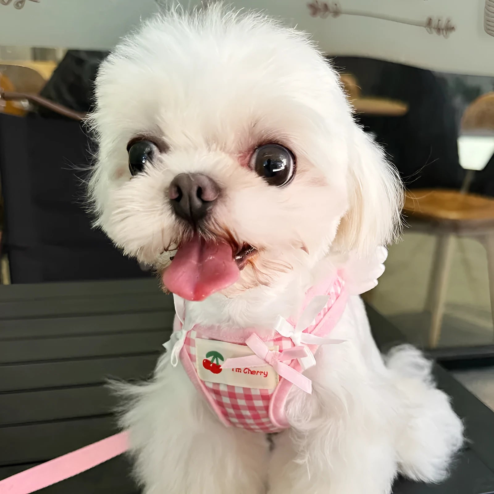 Cotton chest-back dog harness with integrated hand-holding rope for small dogs in pink or black