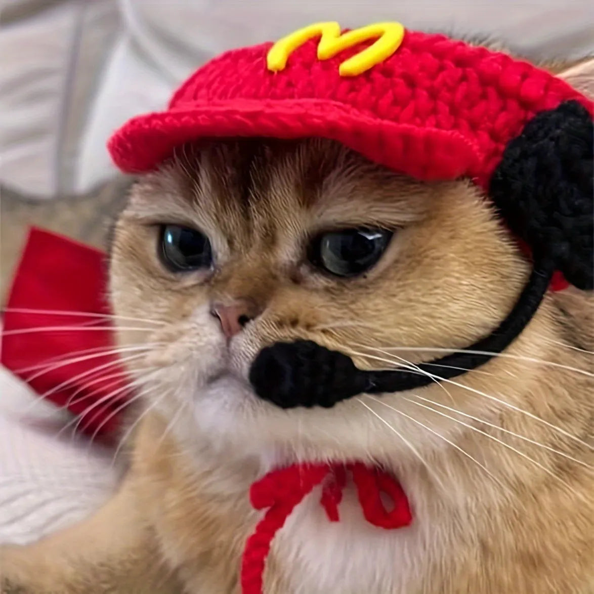 Handmade knitted cotton sweater and chef hat outfit on a small cat for a birthday party.
