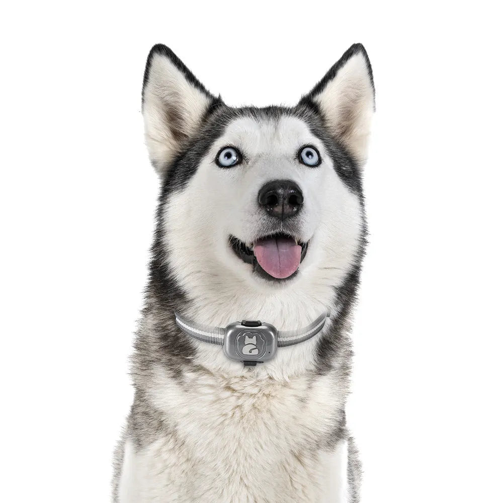 Black ABS plastic GPS pet tracker with hanging rope for collar attachment