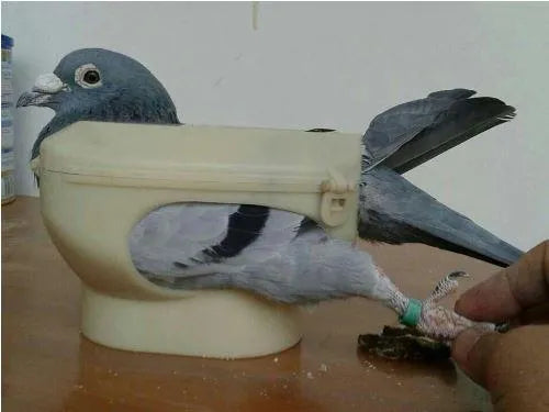 Light blue plastic racing pigeon holder with fixed frame rack on white background