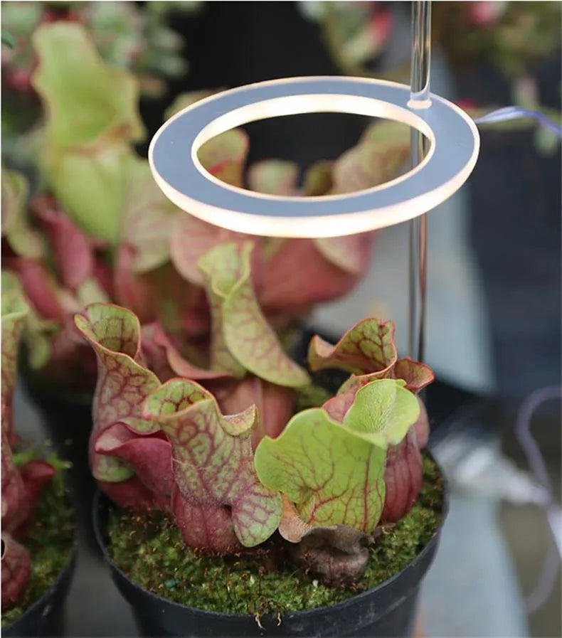 Transparent USB LED plant grow light with acrylic stick for indoor plants.