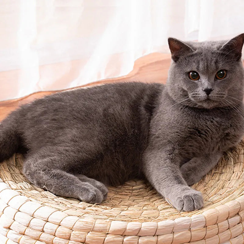 Straw and corn husk cat bed with 35cm caliber, wok-style felt house shape for indoor cats