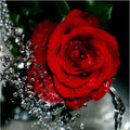 Hand-painted digital oil painting of a red rose with water droplets on a 40x50cm linen canvas.