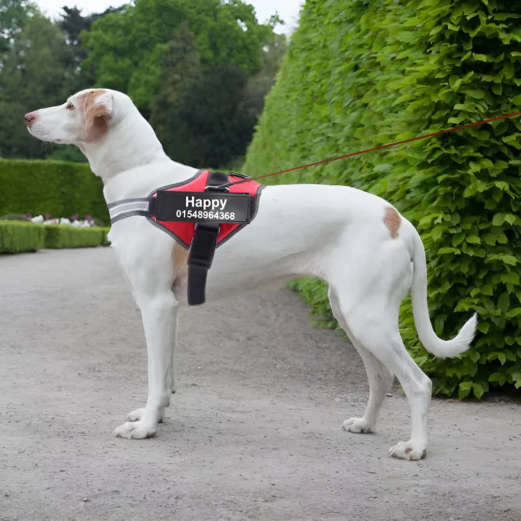 Adjustable reflective dog harness in blue with a handle and chest strap on a dog