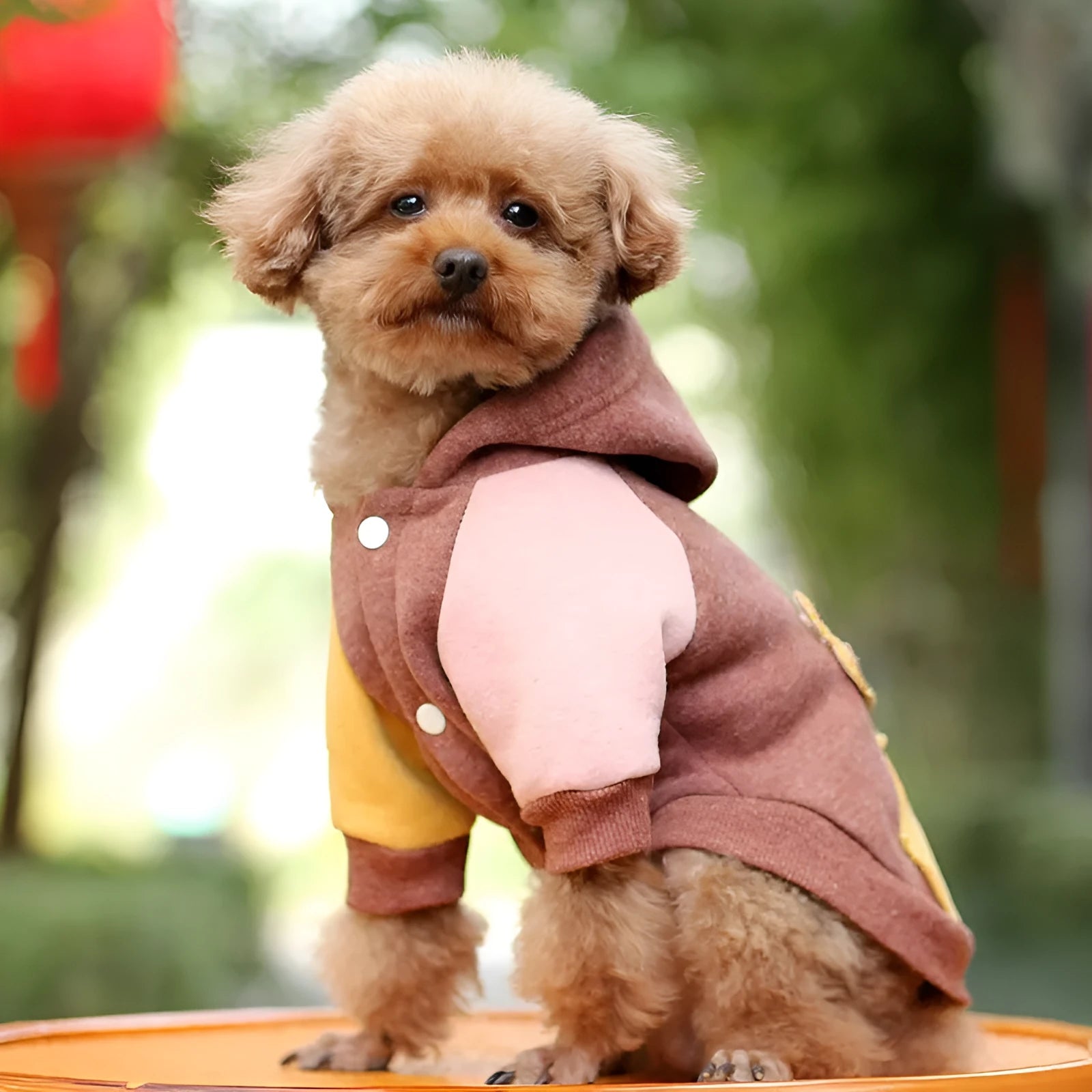 A brown cotton sweatshirt for a dog or cat, shown in size XL.