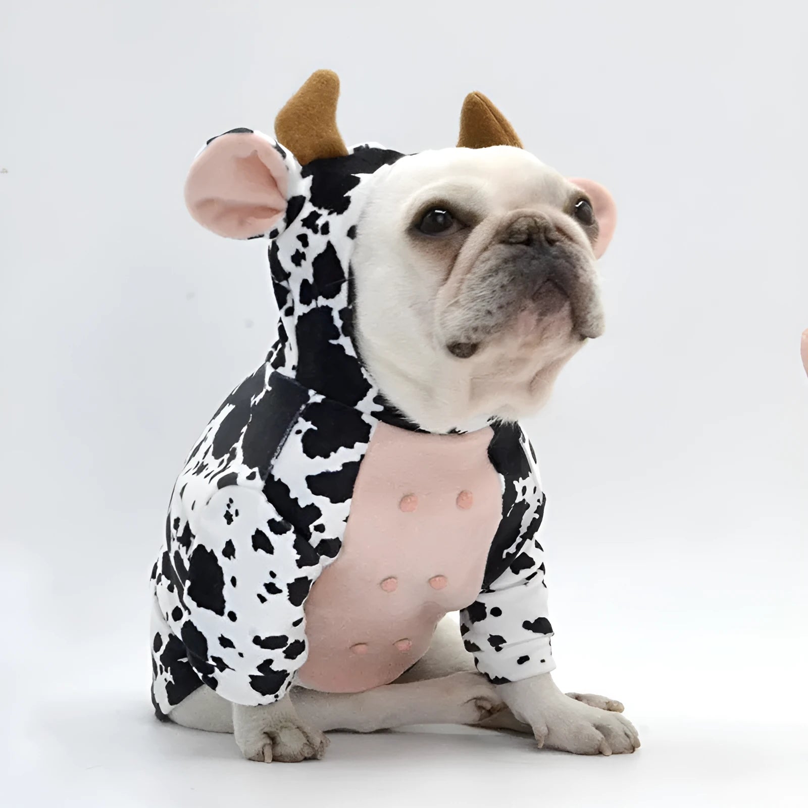 Black and white cow-shaped velvet dog costume on a pet, creative outfit with three size options S M L