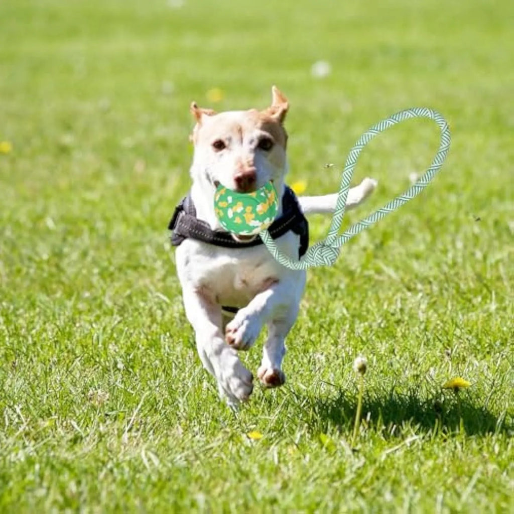 Natural rubber dog ball on nylon rope toy in L and S sizes for medium and small dogs