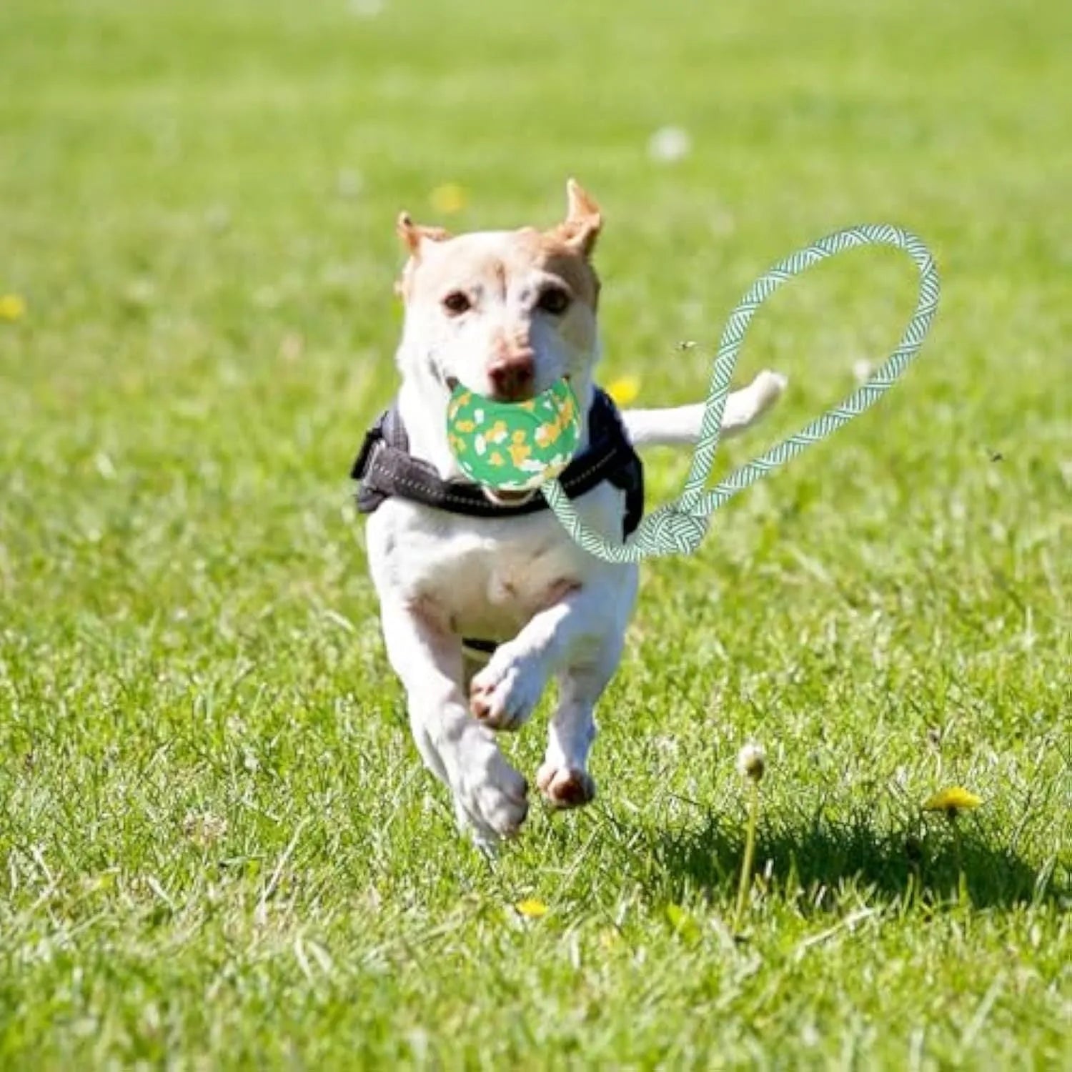 Natural rubber dog ball on nylon rope toy in L and S sizes for medium and small dogs