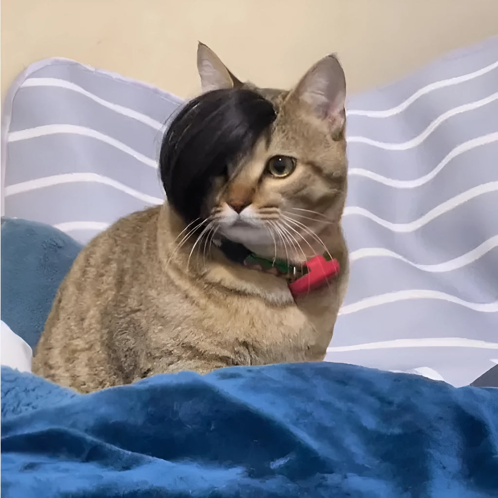 Black polyester fox tail wig placed on a cat for dress-up purposes