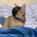 Black polyester fox tail wig placed on a cat for dress-up purposes