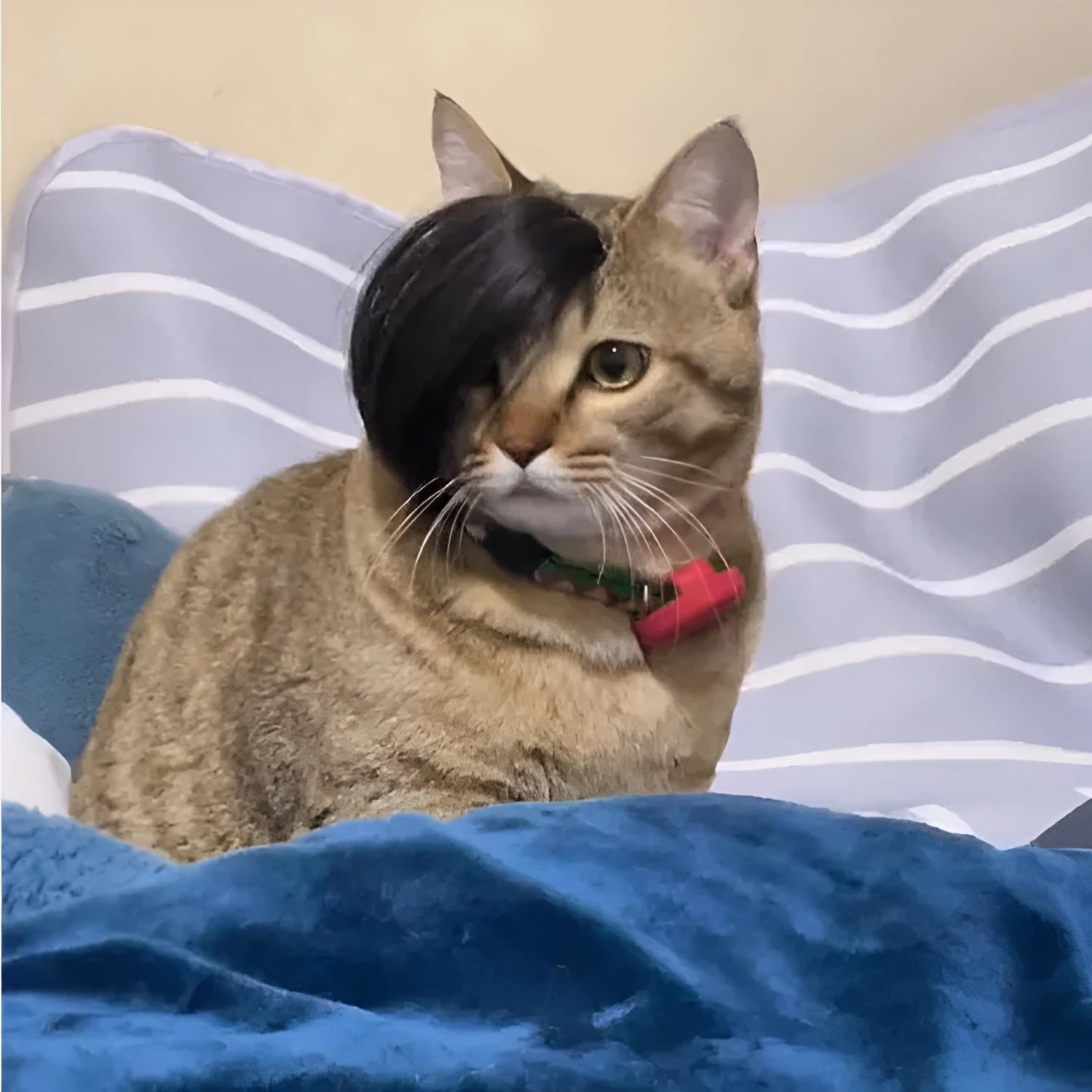 Black polyester fox tail wig placed on a cat for dress-up purposes