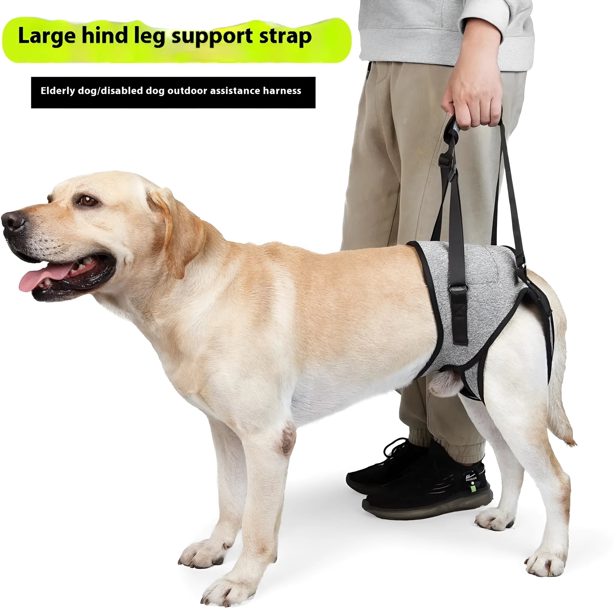 Grey neoprene dog rear leg support harness showing adjustable waist and thigh straps on a size chart.