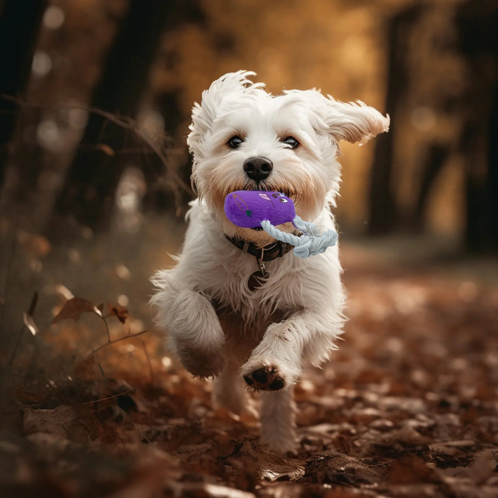 Blue plush teddy bear dog chew toy with a squeaker bone, for small to medium dogs.