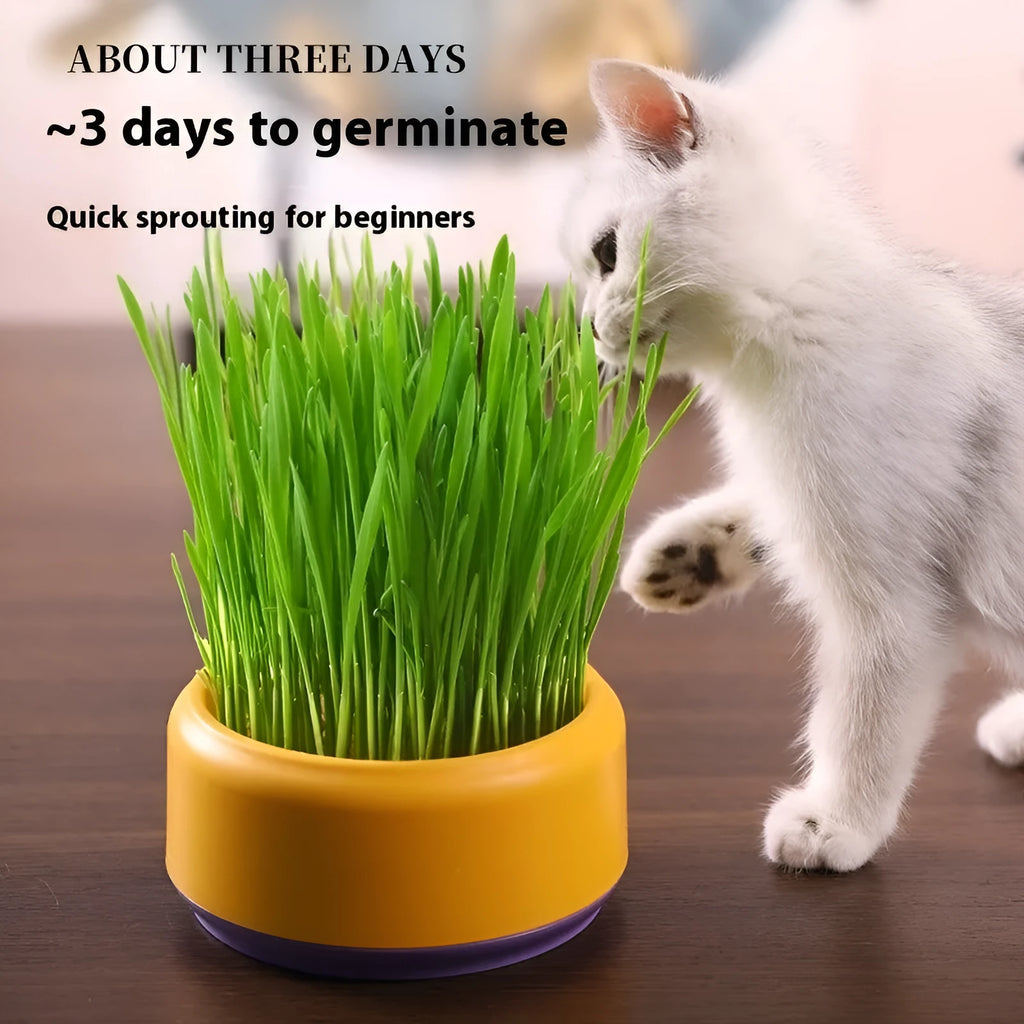 Hydroponic cat grass kit with biodegradable cup and five seed packets for indoor growing