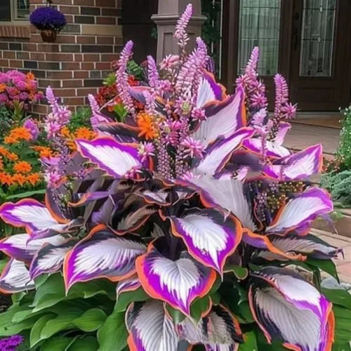 Packet of Coloured Leaves Jade Barrettes flower seeds containing 50 seeds for potted plant growth.