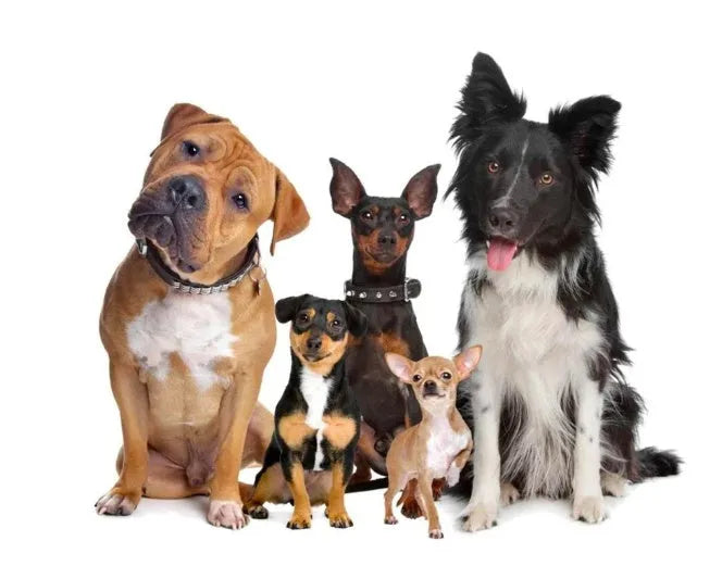 Pet wireless trainer and bark stop device with digital display transmitter and waterproof rechargeable receiver for dogs