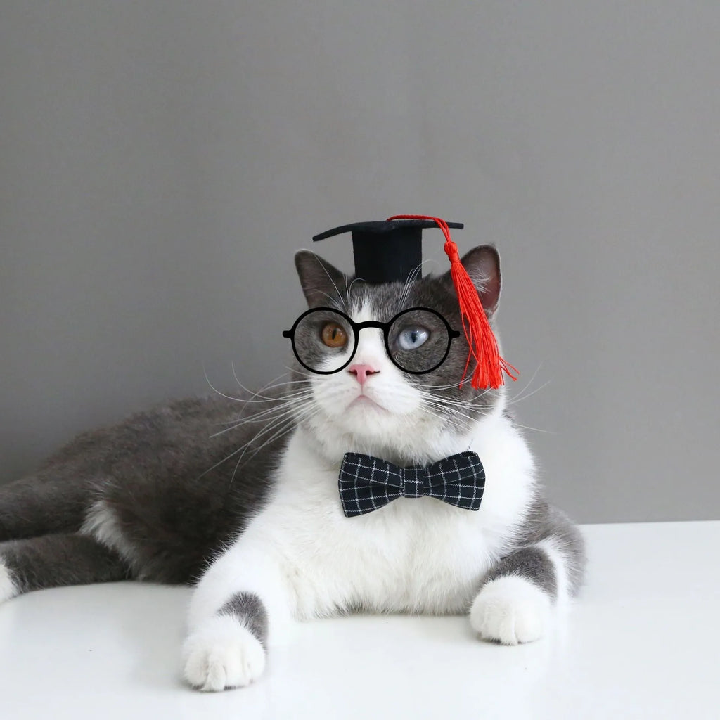 Yellow doctor's degree felt hair band and bow tie set on a small dog