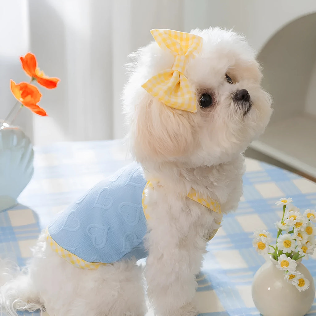 Small dog wearing a blue elastic vest with a white heart and bow suspenders decoration.