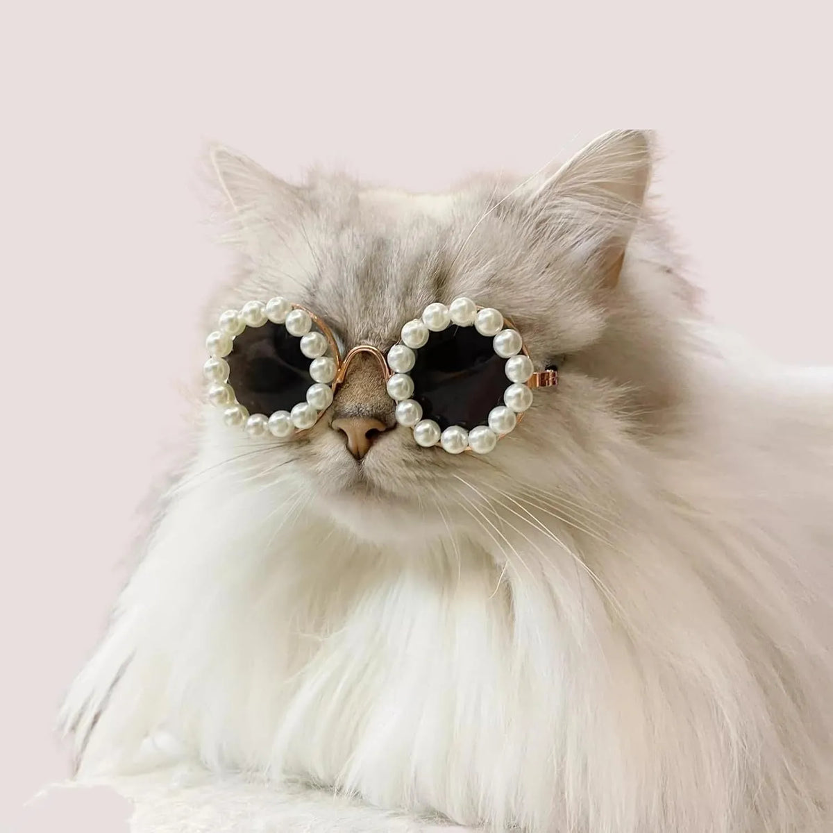 Pearl-rimmed round sunglasses on a pet dog, shown in blue colour.
