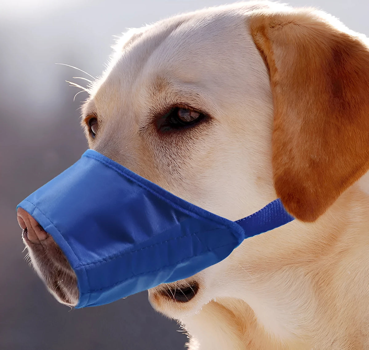 Waterproof anti-bite dog mouth cover in black nylon and PVC with adjustable strap