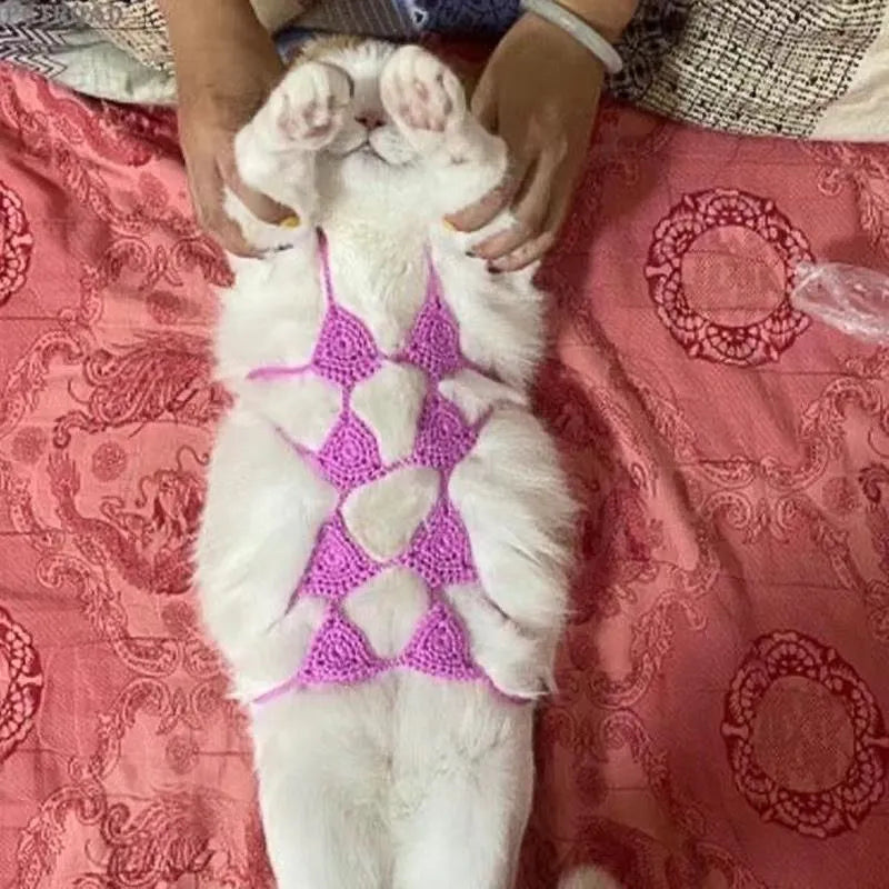 Cat wearing sweet style bra and bikini costume in choice of five colours for Halloween or festival dress-up