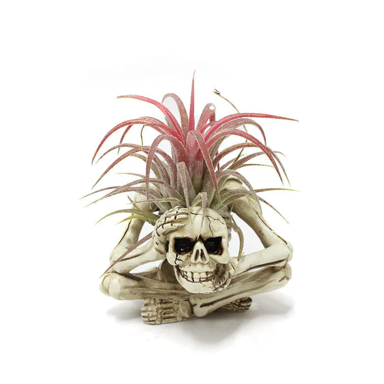 Gothic skull resin tillandsia bracket with iron stand for soilless air plant display
