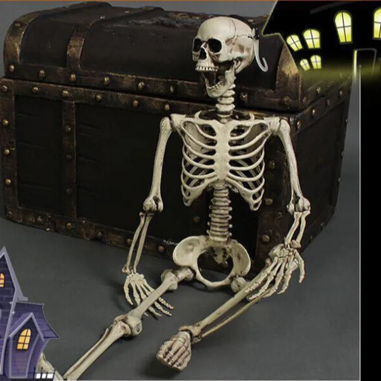 170cm tall plastic skeleton model with detailed skull for anatomical displays and Halloween decorations