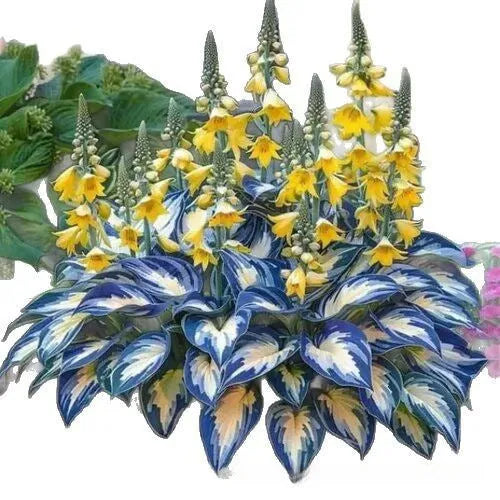 Packet of Coloured Leaves Jade Barrettes flower seeds containing 50 seeds for potted plant growth.
