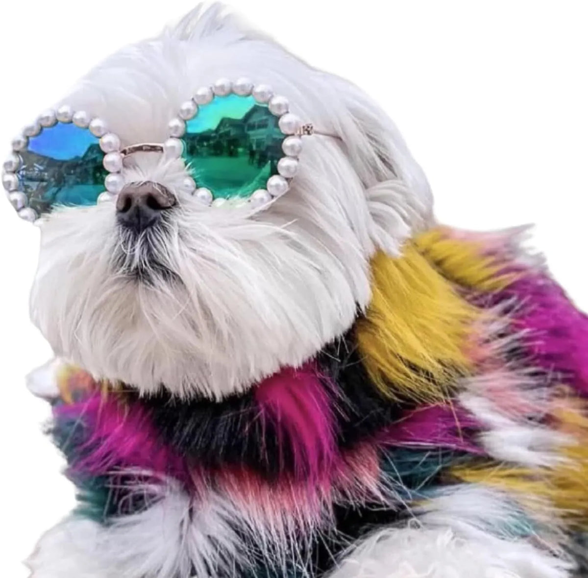 Pearl-rimmed round sunglasses on a pet dog, shown in blue colour.