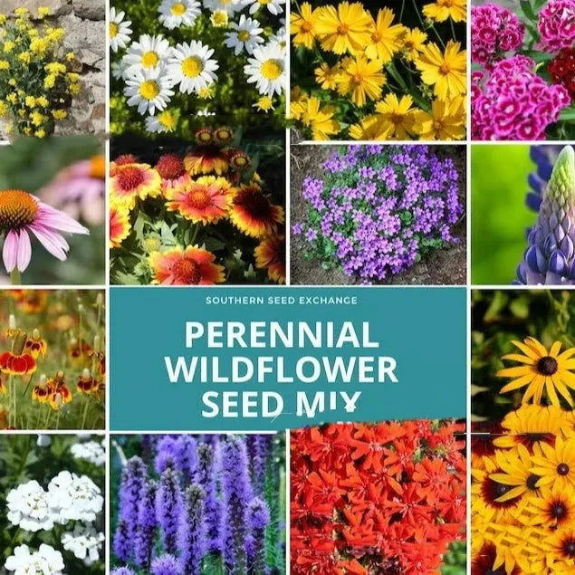 Packet of mixed wildflower seeds containing purpleflower holly leaf varieties for garden planting
