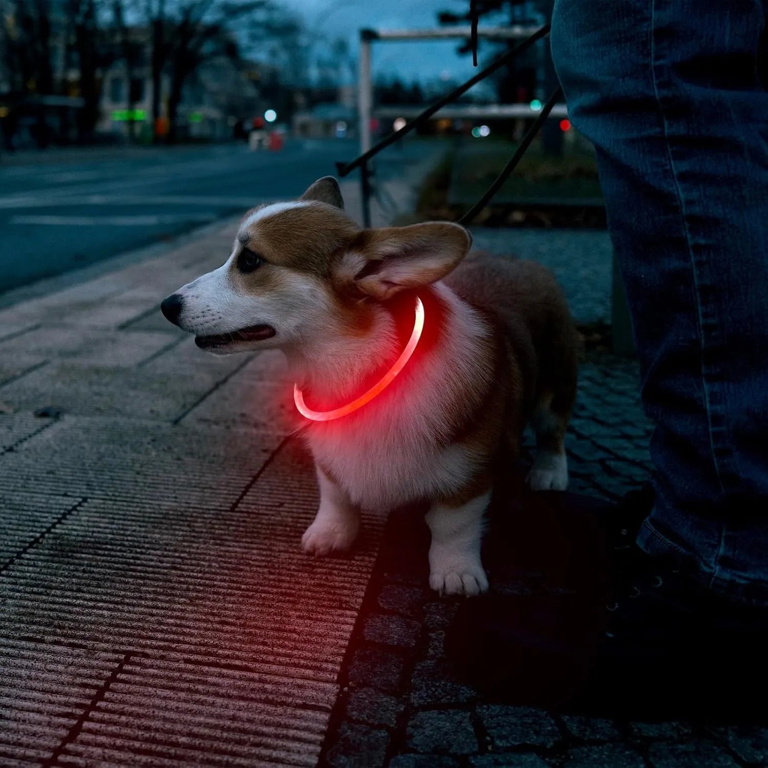 LED glowing dog collar with USB charging port and adjustable 70cm length