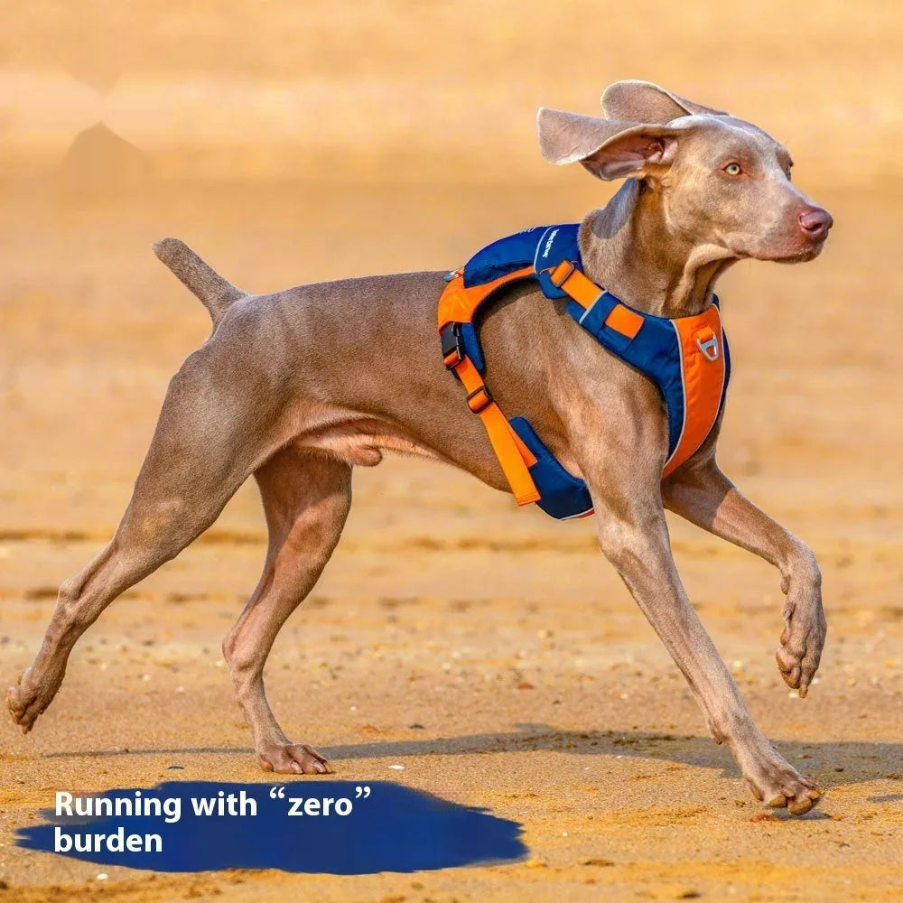 Orange blue vest style dog chest strap with hand rope attachment on medium sized dog