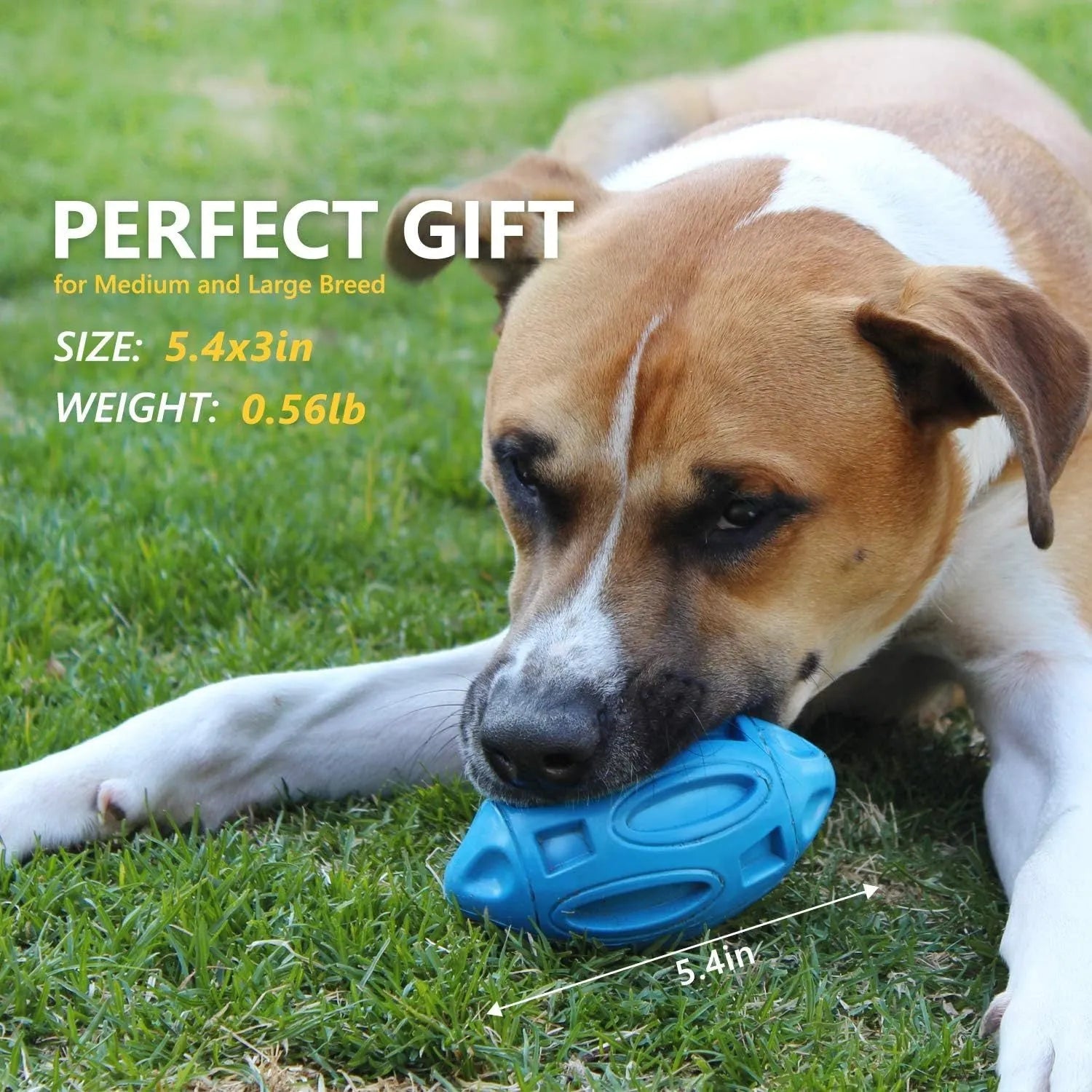 Blue, green, and orange natural rubber squeaky dog toy ball with surface grooves for medium/large breed dogs.