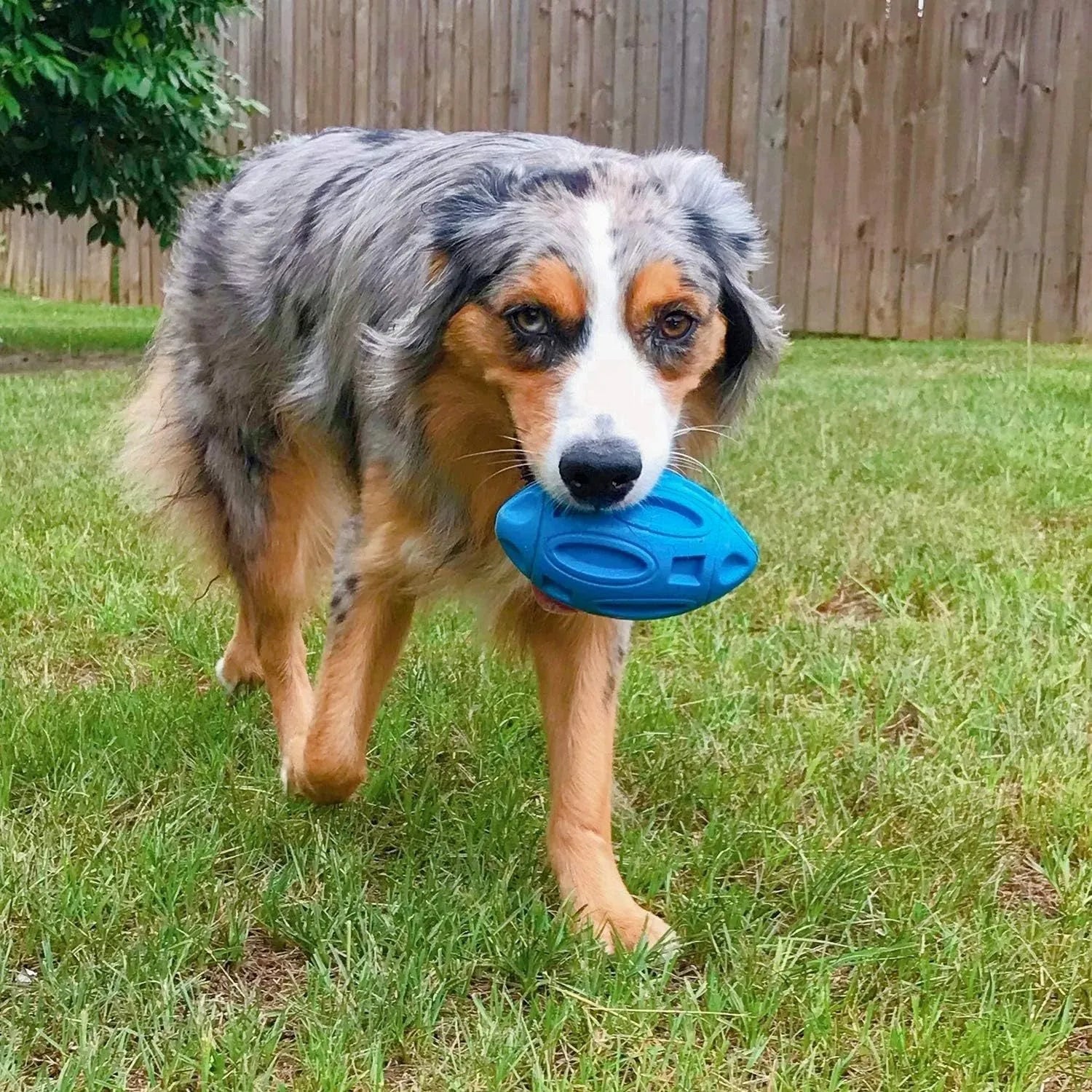 Blue, green, and orange natural rubber squeaky dog toy ball with surface grooves for medium/large breed dogs.