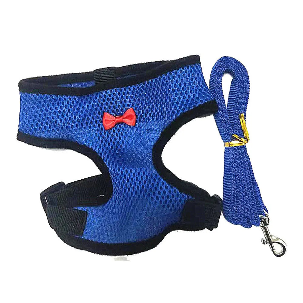 Poultry chicken wearing a blue vest harness and collar with a bow, attached to a 110cm lead.