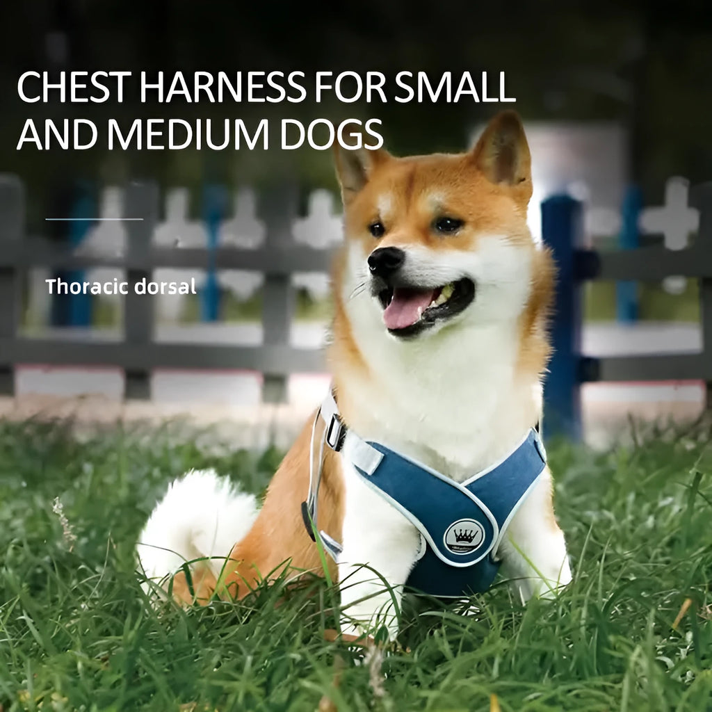 Adjustable breathable mesh dog harness with metal D-ring and attached leash in assorted colours.