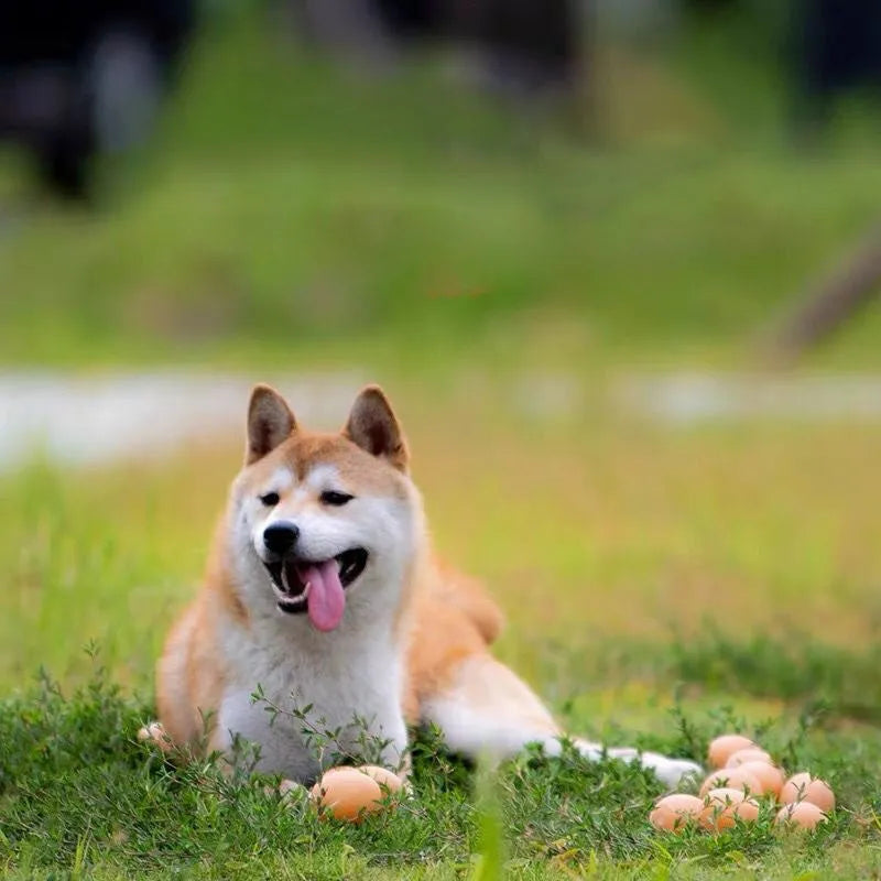 Simulation egg dog toy with light-up features and textured surface for tooth cleaning