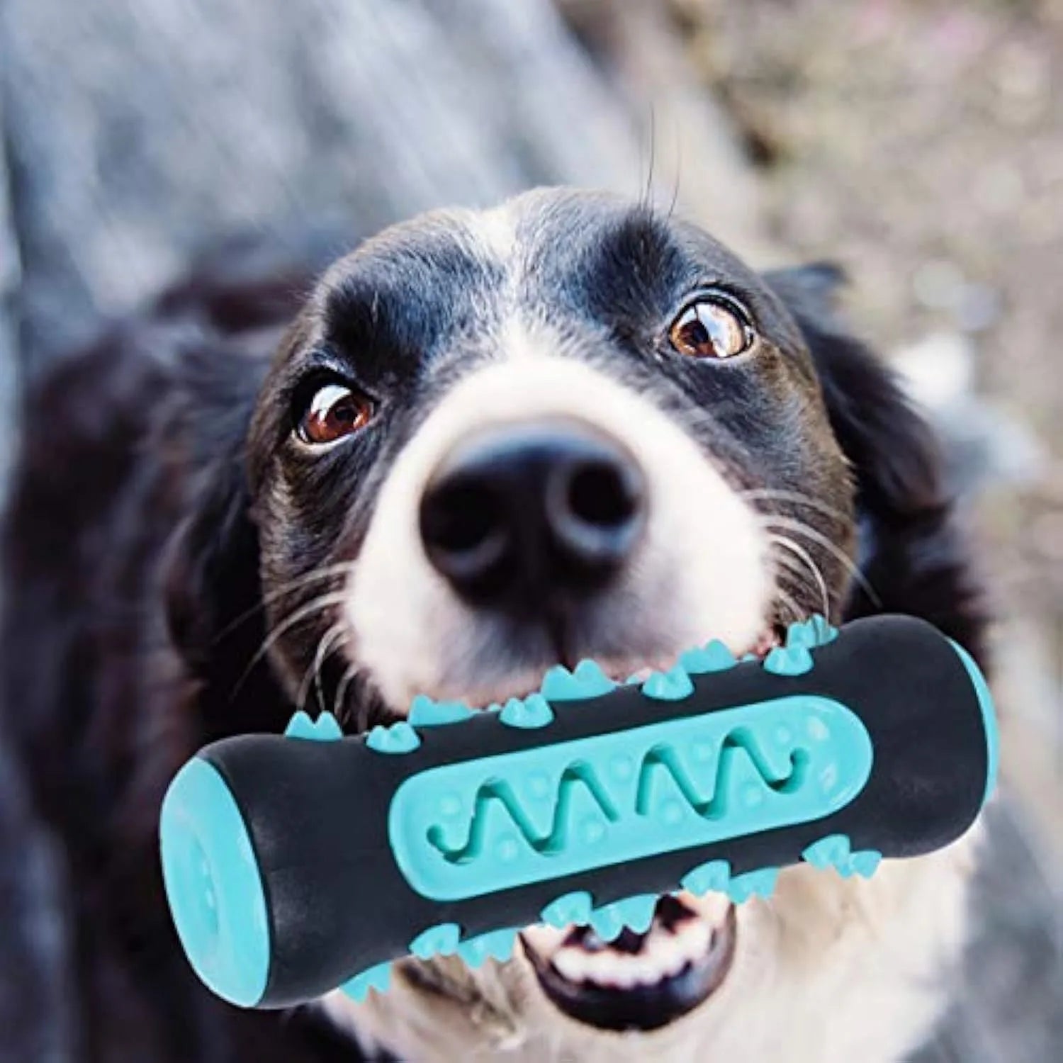 Natural rubber dog toothbrush chew toy for dental cleaning in blue green yellow or black colours