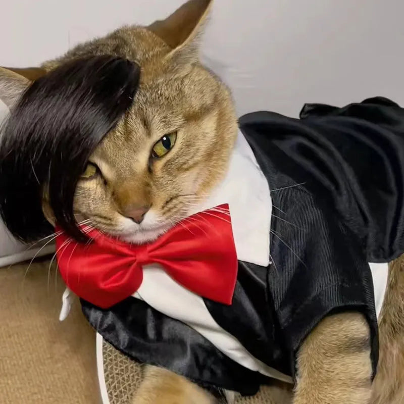 Black polyester fox tail wig placed on a cat for dress-up purposes