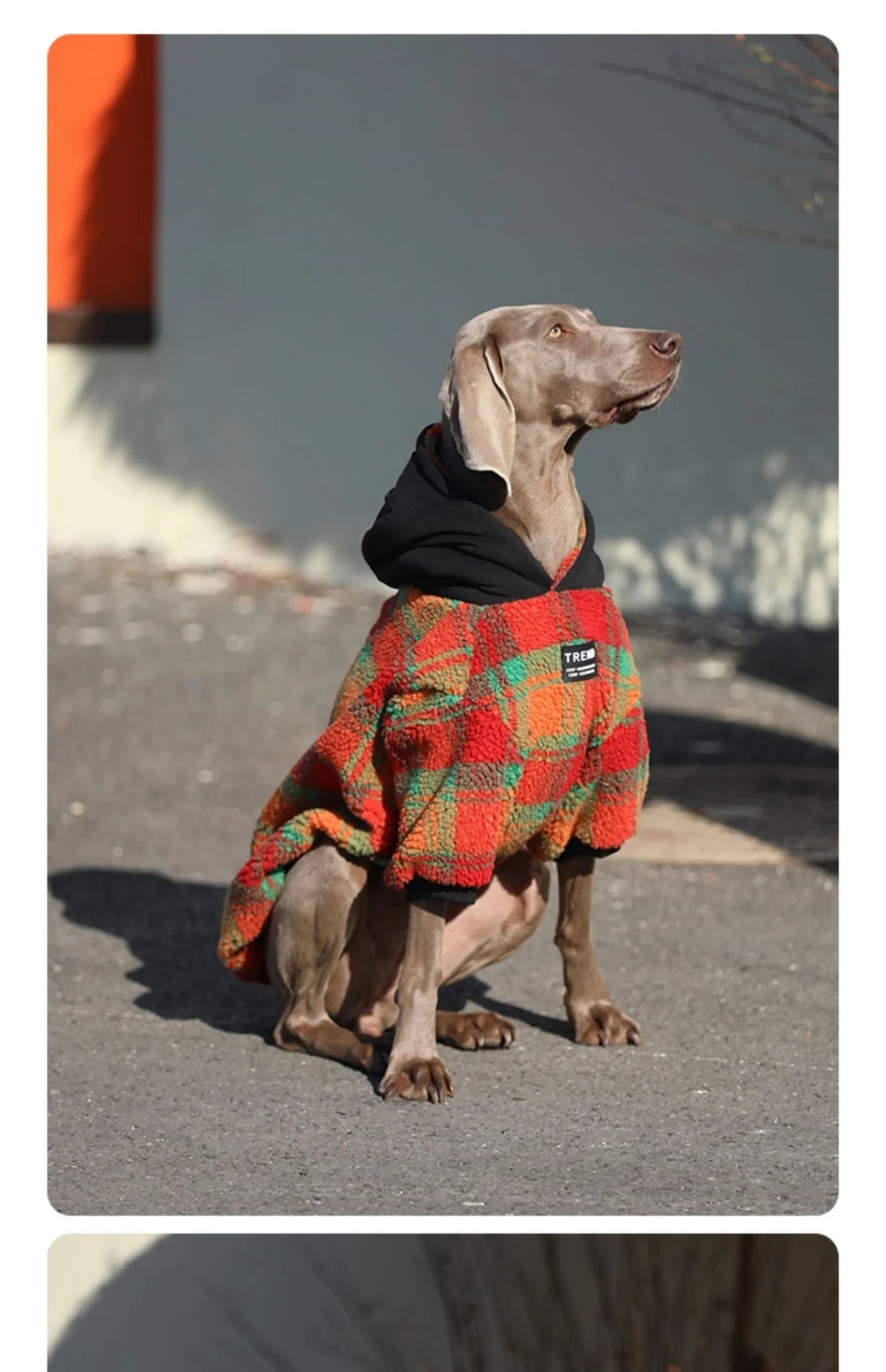 Thick warm casual dog clothing in green stripes for large breed cold weather wear