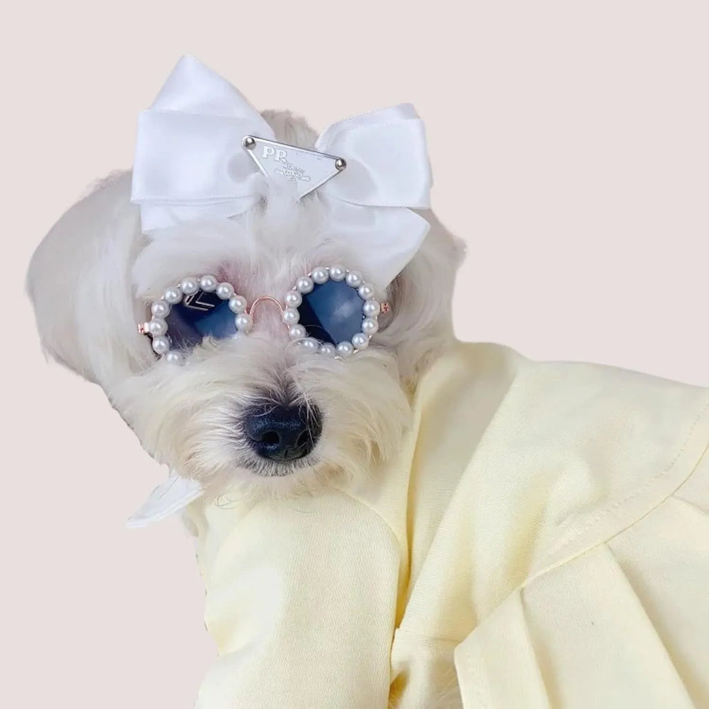 Pearl-rimmed round sunglasses on a pet dog, shown in blue colour.