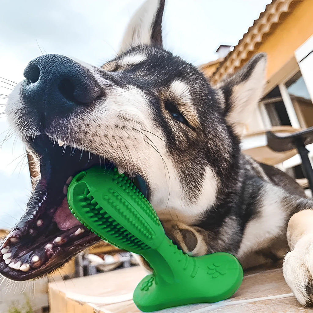 Rubber molar stick dog chew toy in medium or large, blue green or orange