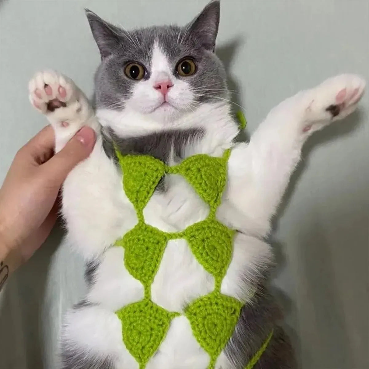 Cat wearing sweet style bra and bikini costume in choice of five colours for Halloween or festival dress-up