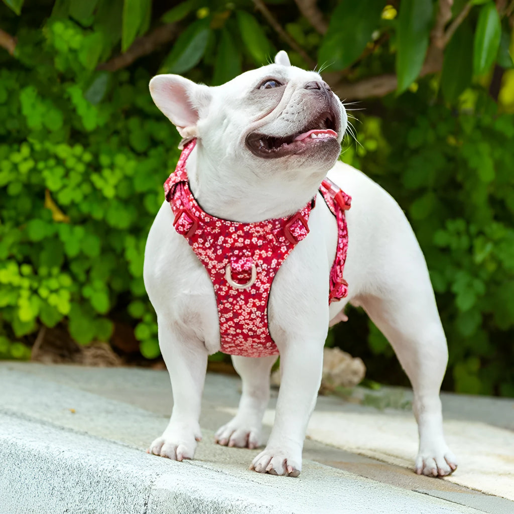Floral pure cotton pet chest harness in flower red colour showing chest strap design
