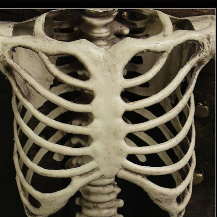 170cm tall plastic skeleton model with detailed skull for anatomical displays and Halloween decorations