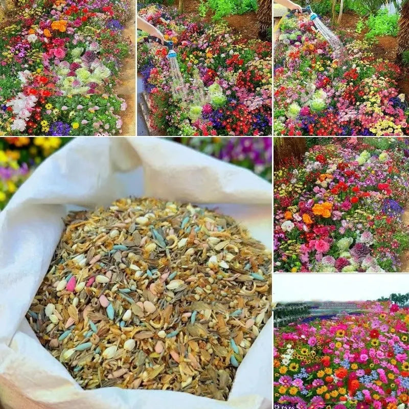 Packet of mixed wildflower seeds containing purpleflower holly leaf varieties for garden planting