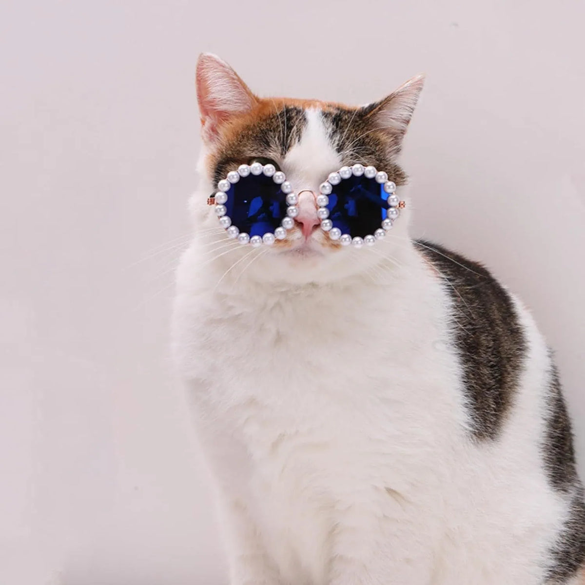 Pearl-rimmed round sunglasses on a pet dog, shown in blue colour.