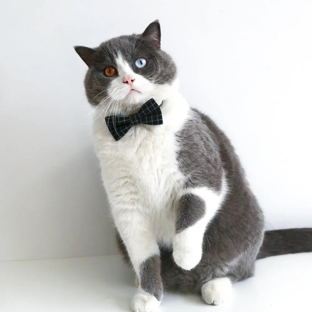 Yellow doctor's degree felt hair band and bow tie set on a small dog